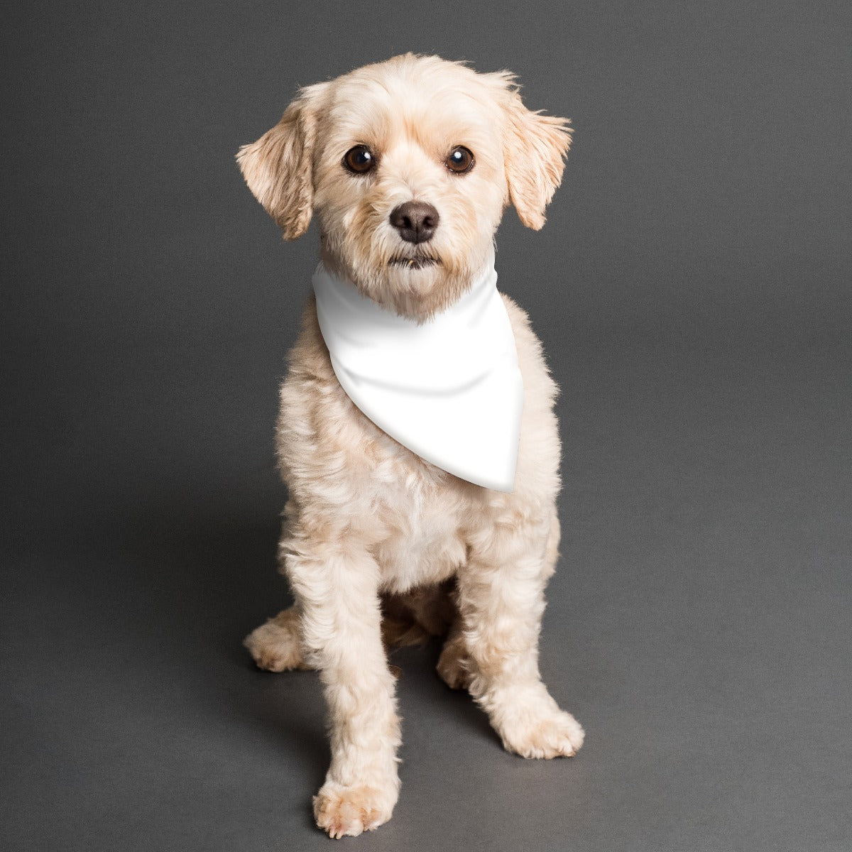 Pick Any Print from our Shop - Dog Bandana